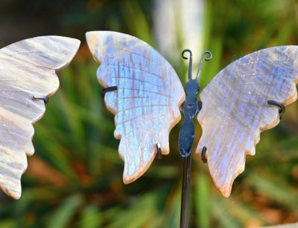 Ethereal Flash Butterfly Wings on Stand