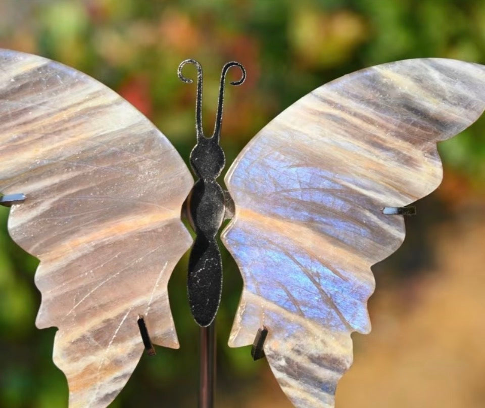 Ethereal Flash Butterfly Wings on Stand