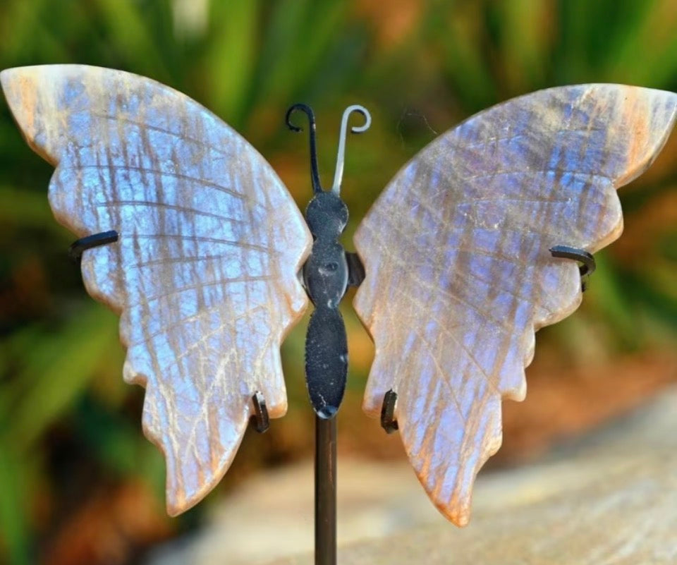 Ethereal Flash Butterfly Wings on Stand